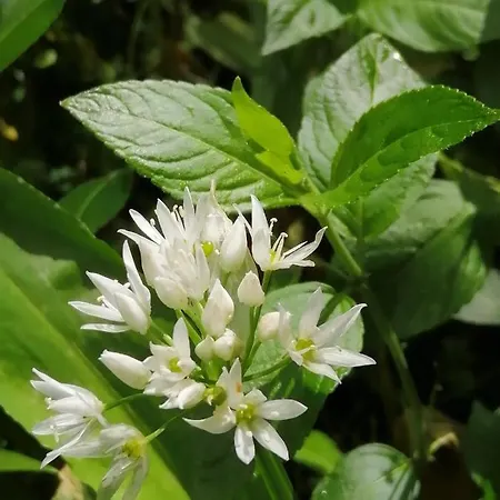 Lodge District And Eden Valley Thornhill Long Marton